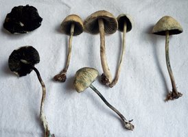 cogus 02 11 2011.jpg