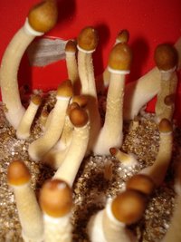 3_cmf1011.jpg
