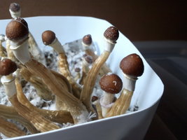 4_cmf1011.jpg