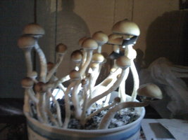 6_cmf1011.jpg