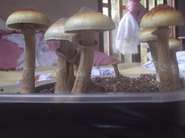 cogus_010.jpg