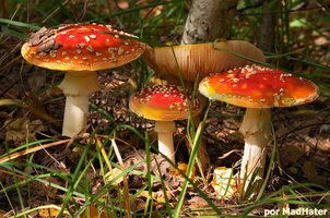 amanitas1qx7.jpg