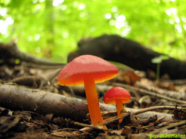 tworedmushroomsinthewoofv0.jpg