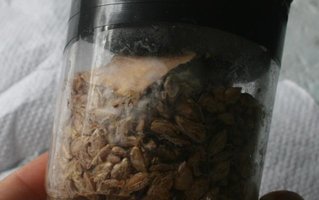 centeio contaminado 01_640x402.jpg