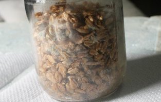 centeio contaminado 03_640x409.jpg