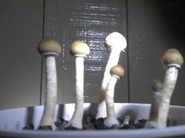1_cmf1111.jpg