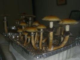 5_cmf1111.jpg