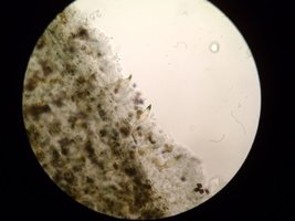 pan04-2.jpg pan04-2.jpg