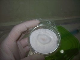 (2)Alt-bda-T1.JPG