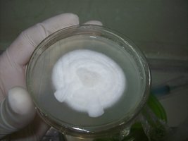 1-Alt-bda-T1.JPG