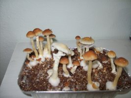 Alter 3°flush.JPG