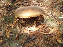 Fotos novas (6).jpg