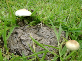 caçada2-09.jpg