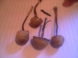 paneolus cy2.jpg