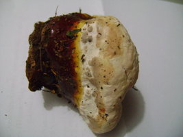 ganodermalucidum03.jpg