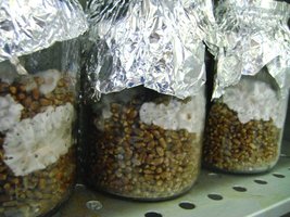 P cubensis CPS #1 menor.jpg