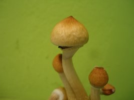 DSC02702.JPG