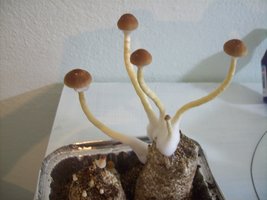3°fluxo PF Alter.JPG