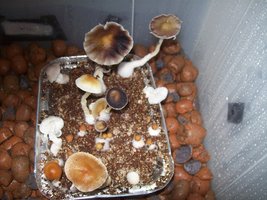 4-fluxo alt.JPG