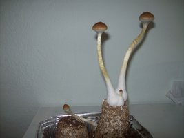 4-fluxo PFAlter.JPG