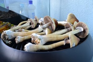 _DSC0283.jpg