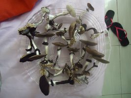 DSC03105.JPG