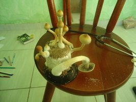 DSC03114.JPG