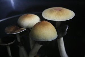 IMG_7033_1024x683.jpg