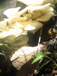 Cogumelos Selvagens 0013.jpg