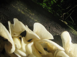 Cogumelos Selvagens 0014.jpg