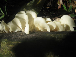 Cogumelos Selvagens 0015.jpg