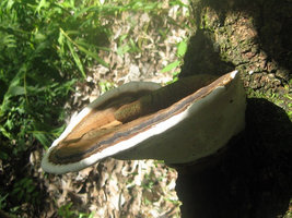 Cogumelos Selvagens 0016.jpg