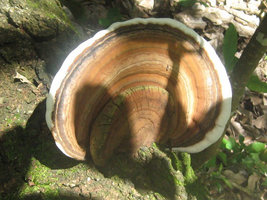 Cogumelos Selvagens 0017.jpg