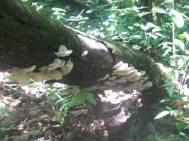 Cogumelos Selvagens 0018.jpg