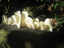 Cogumelos Selvagens 0019.jpg