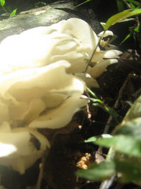 Cogumelos Selvagens 0020.jpg
