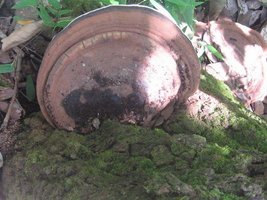 Cogumelos Selvagens 0021.jpg