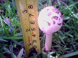 IMG0068A.jpg