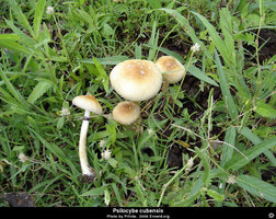 psilocybe_cubensis_cow_dung.jpg