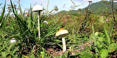 panaolus_antillarum_e_psilocybe_cubensis.jpg