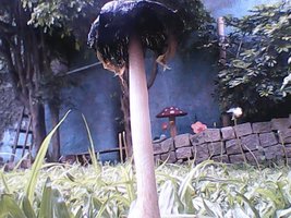 jhonii2.jpg