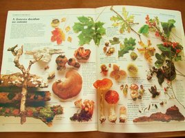 Livro-Floresta Decídua.jpg