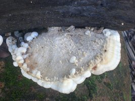 cogumelos01.JPG