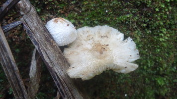 cogumelos12.JPG