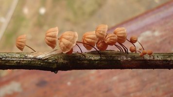 cogumelos19.JPG