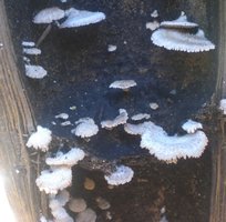 cogumelos41.JPG