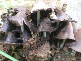 cogumelos79.JPG