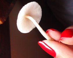 cogumelos18.JPG