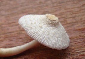 cogumeolos57.JPG