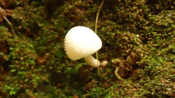 cogumelos49.JPG